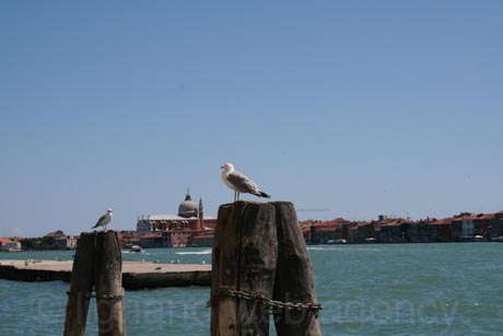Sea gulls in venice port photo