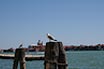 Sea Gulls In Venice Port